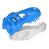 Dinosaur skulls